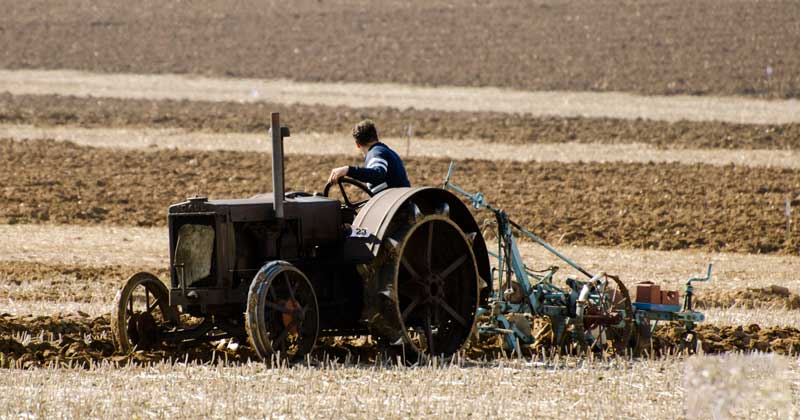 A vintage tractor ploughs a field of stubble